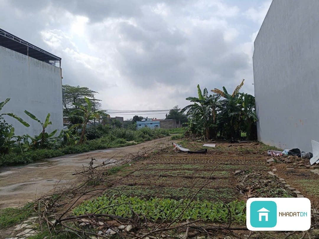 🔥 CHÀO BÁN LÔ GÓC KIỀU PHỤNG – HÒA XUÂN – 136.6M² – NGANG 7M SIÊU ĐẸP 🔥